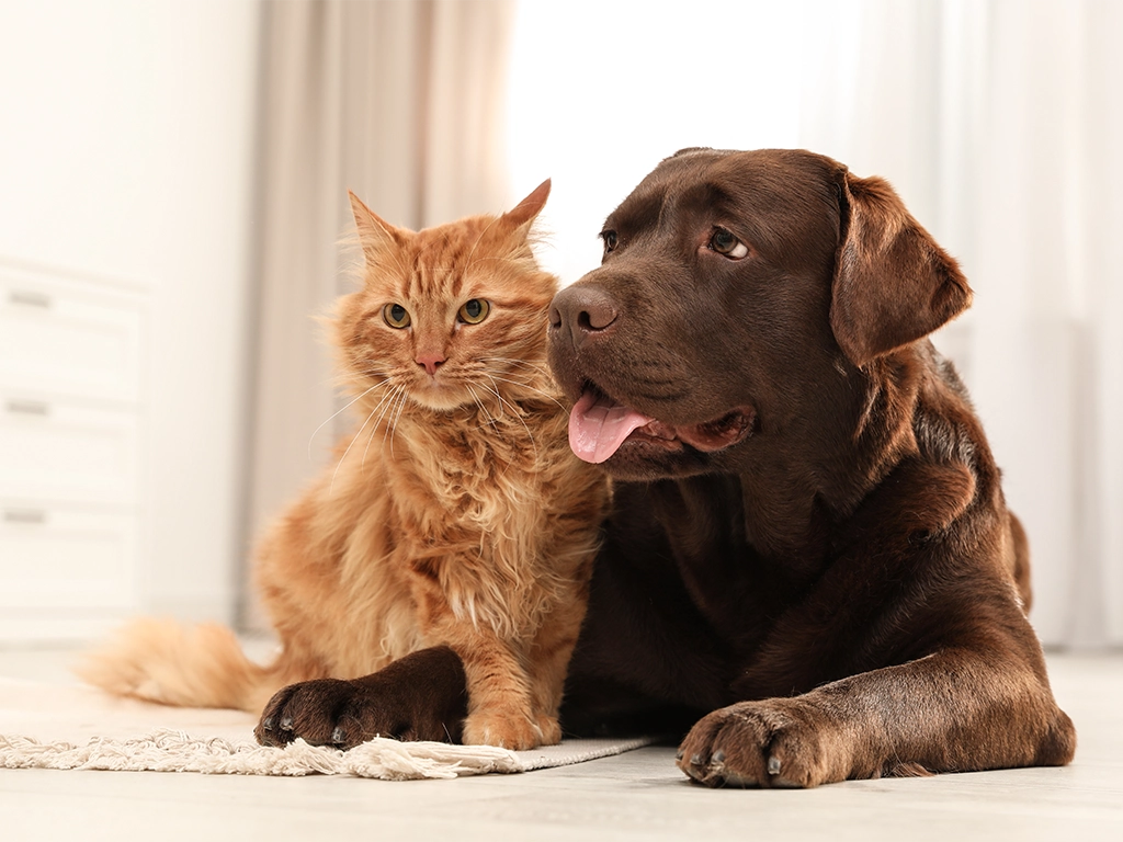 orange tabby cat and chocolate lab together on the floor