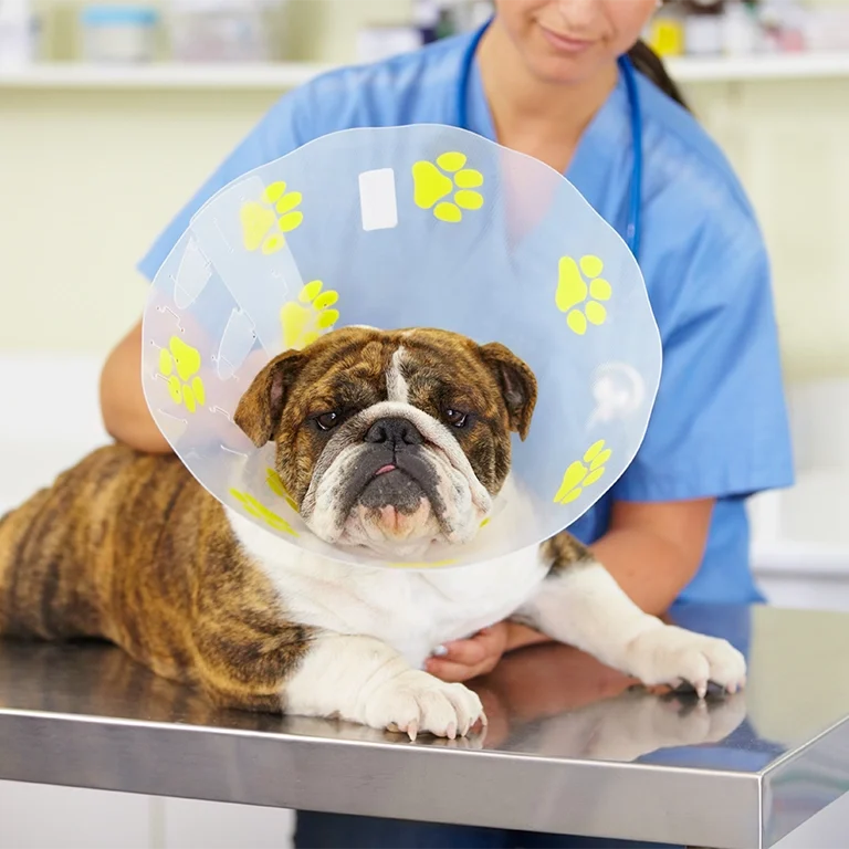 vet tech looking after cute bulldog with protective cone during exam